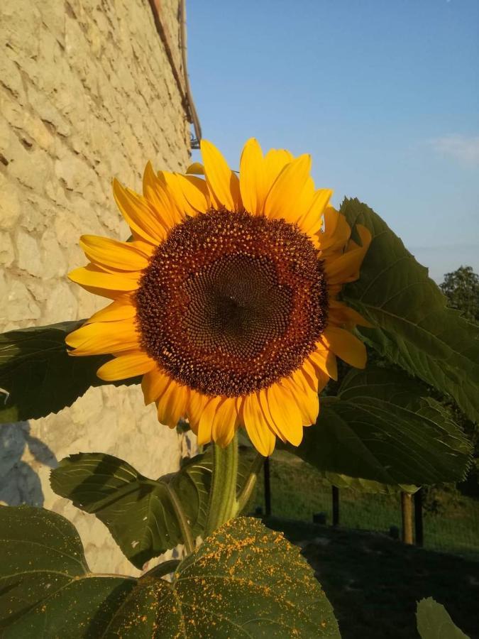 Casale Monte Valestra Bed & Breakfast *